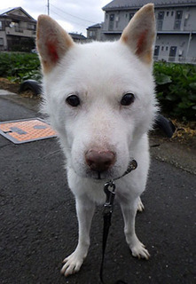 koma_170912.jpg