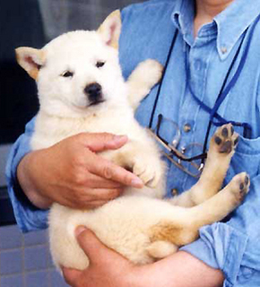 koma_200306.jpg
