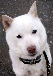 koma__121214.jpg