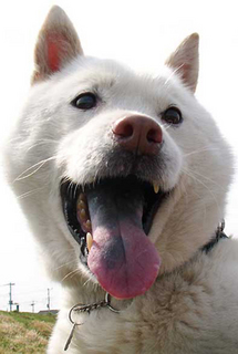 koma__140402.jpg