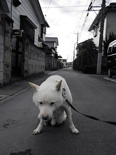 koma__170102.jpg