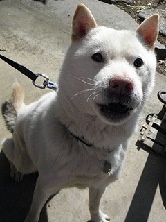 koma__1702130.jpg