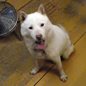 koma__170717.jpg