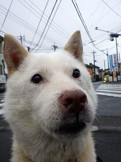 koma__170812.jpg