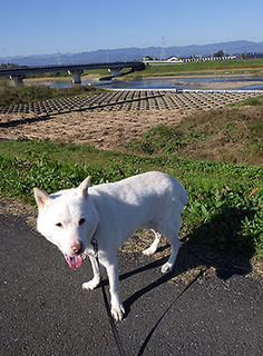 koma__1711031.jpg