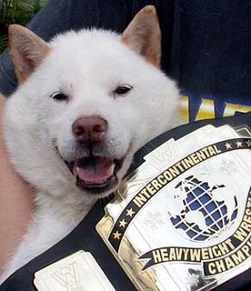 koma_champ141011.jpg