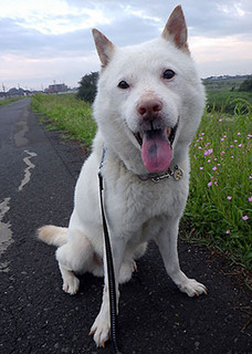 koma_d1707061.jpg