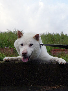 koma_d1707062.jpg
