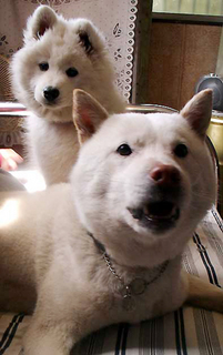 koma_iyo_140402.jpg