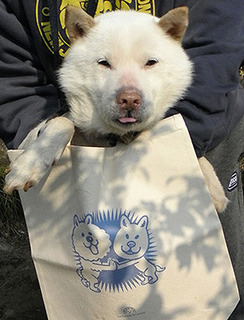 koma_t170319.jpg