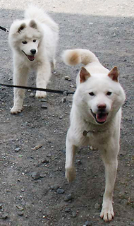 komaiyo1405091.jpg