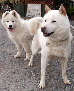 komaiyo1405093.jpg