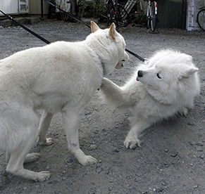 komaiyo170129.jpg