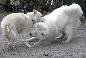 komaiyo1702142.jpg