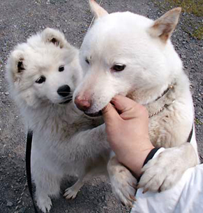 komaiyo_1404141.jpg