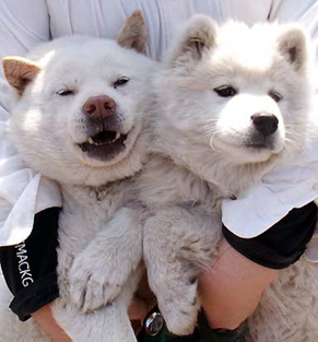 komaiyo_1404143.jpg