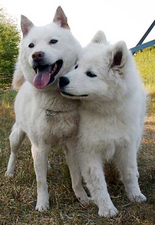 komaiyo_1405202.jpg