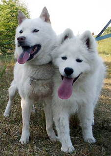 komaiyo__140520.jpg