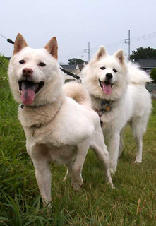 komaiyo__140814.jpg