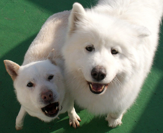 komanike_1203211.jpg