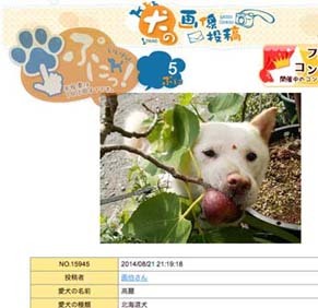 komaphoto141011.jpg