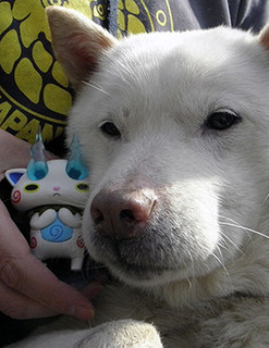 komasan1703071.jpg
