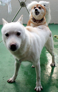 komaya111202.jpg