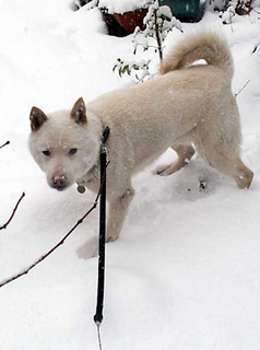 komayuki_140208.jpg