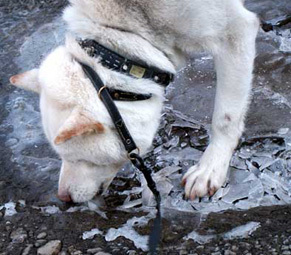 koori_121214.jpg
