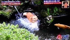 kotetsu2005182.jpg