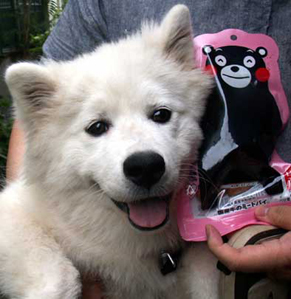 kumamon1406131.jpg