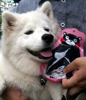 kumamon1406132.jpg