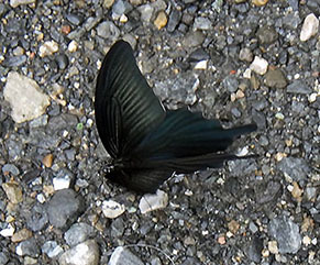kuro_1708081.jpg