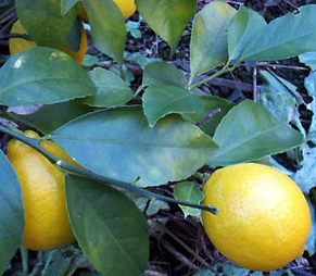lime151220.jpg