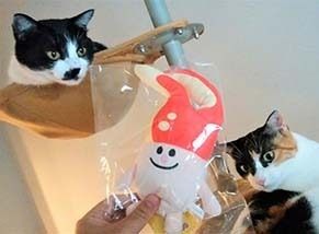 m_cat1809131.jpg