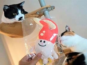 m_cat1809132.jpg