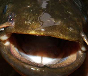 namazu1306122.jpg