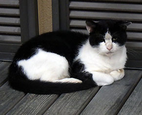 neko170817.jpg