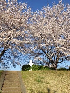 neko_1904131.jpg