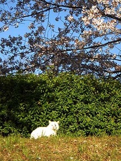 neko_1904132.jpg