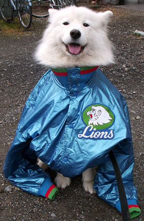 nike_lions0811161.jpg