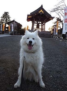 ohaka1801011.jpg