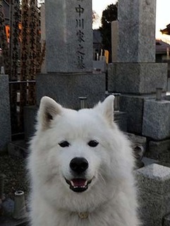 ohaka1801012.jpg