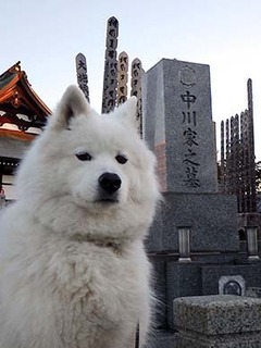 ohaka1801013.jpg