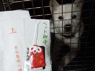 omamori200314.jpg