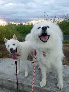 oukyodog210919.jpg