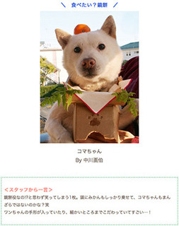 petsmile170207.jpg