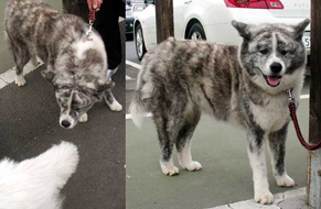prettydog120430.jpg