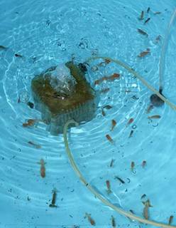 ranchu1209071.jpg