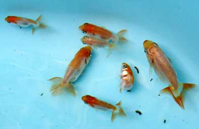 ranchu1209072.jpg